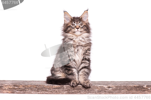 Image of Maine Coon kitten on white