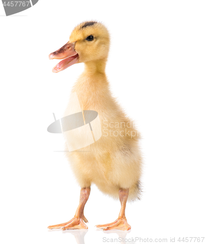 Image of Cute newborn duckling