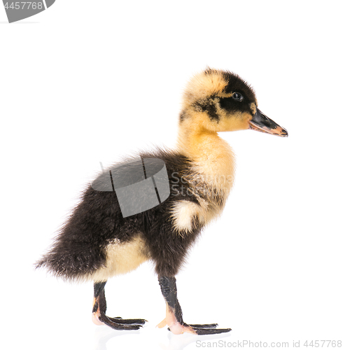 Image of Cute newborn duckling