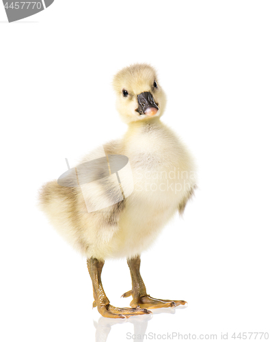 Image of Cute newborn gosling