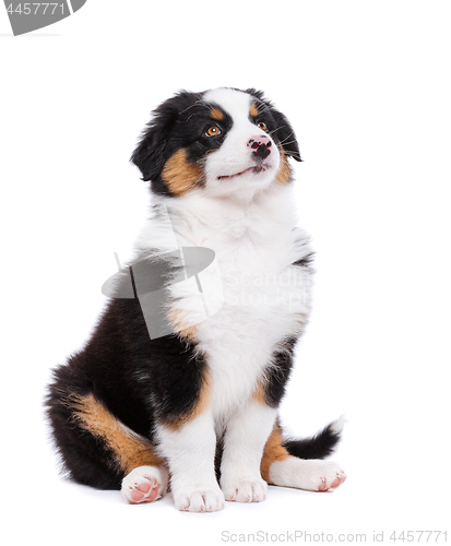 Image of Australian shepherd puppy