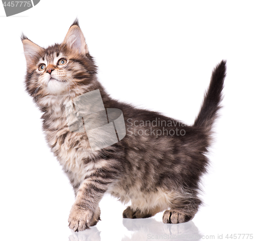 Image of Maine Coon kitten on white