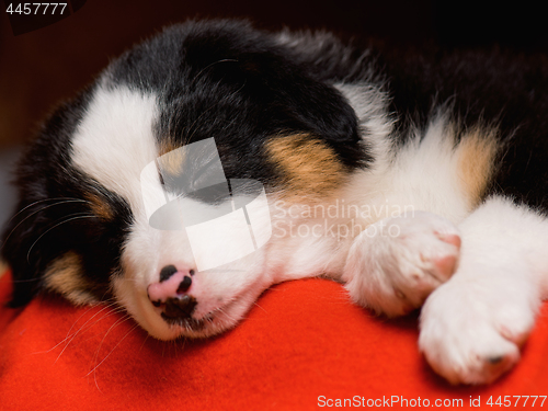 Image of Australian shepherd puppy