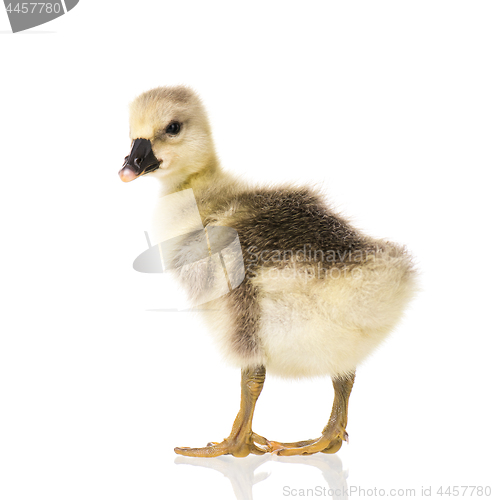 Image of Cute newborn gosling