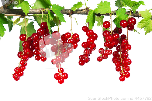 Image of Ripe red currant