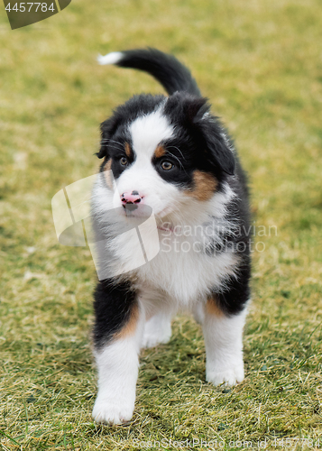 Image of Australian shepherd puppy