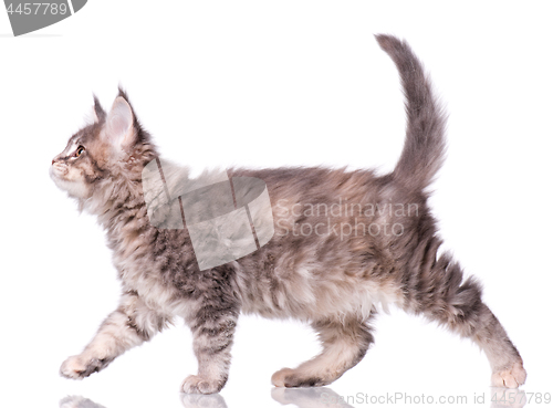 Image of Maine Coon kitten on white