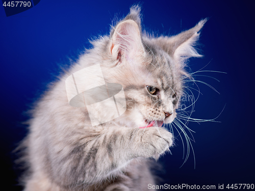 Image of Maine Coon kitten on blue