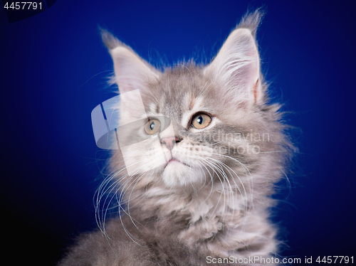 Image of Maine Coon kitten on blue