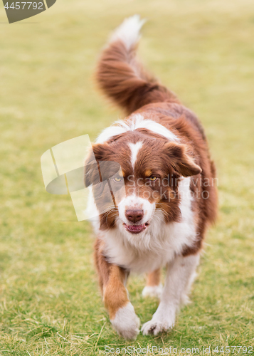 Image of Australian Shepherd on meadow