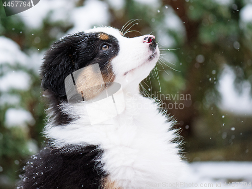 Image of Australian shepherd puppy