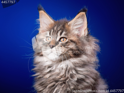 Image of Maine Coon kitten on blue