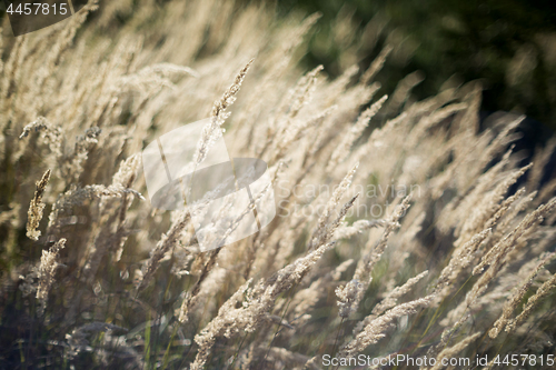 Image of Grass in autumn forest