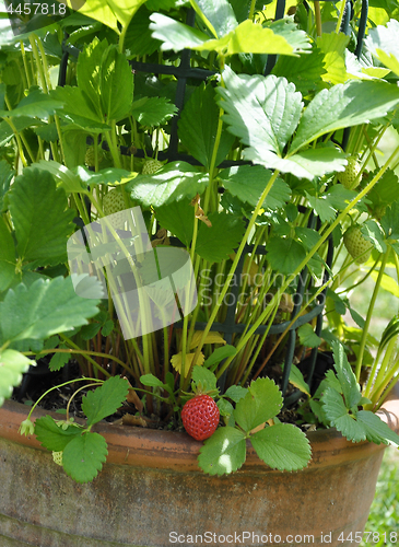 Image of Strawberry plant with fruit in pot
