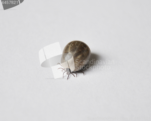 Image of Engorged castor bean tick 