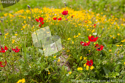 Image of Spring flower meadow