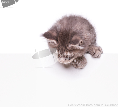 Image of Maine Coon kitten with blank