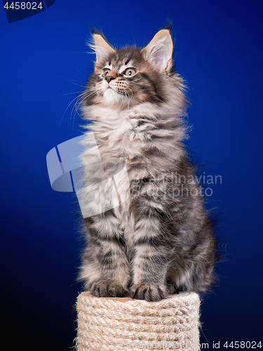 Image of Maine Coon kitten on blue