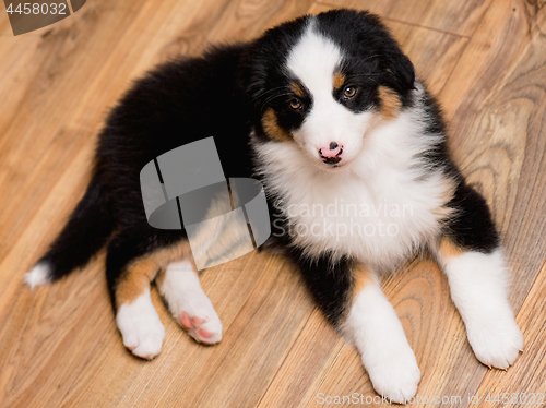 Image of Australian shepherd puppy