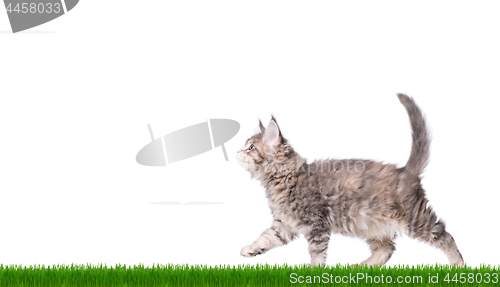 Image of Maine Coon kitten in grass