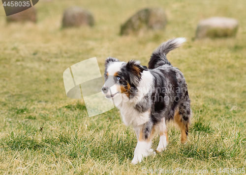 Image of Australian Shepherd on meadow