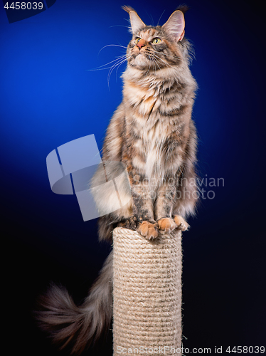 Image of Portrait of Maine Coon cat