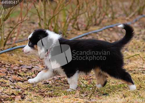 Image of Australian shepherd puppy