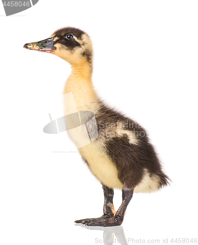 Image of Cute newborn duckling