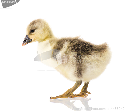 Image of Cute newborn gosling