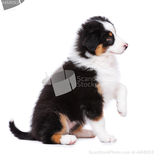 Image of Australian shepherd puppy