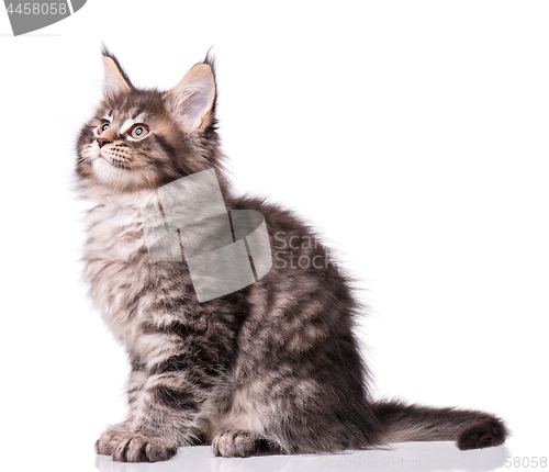 Image of Maine Coon kitten on white