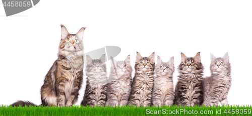 Image of Maine Coon kitten in grass