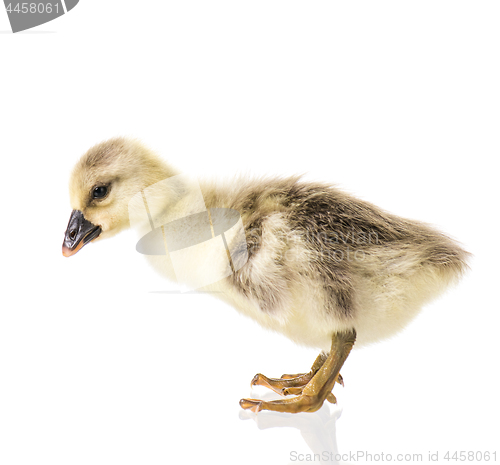 Image of Cute newborn gosling