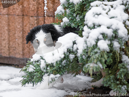 Image of Australian shepherd puppy