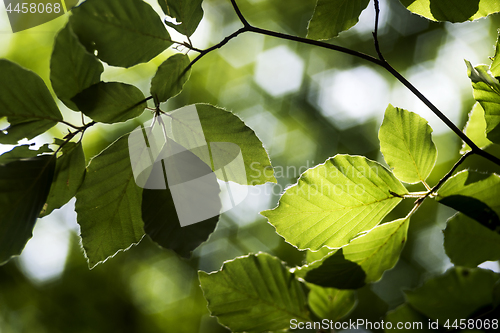 Image of Green beech leaves in spring