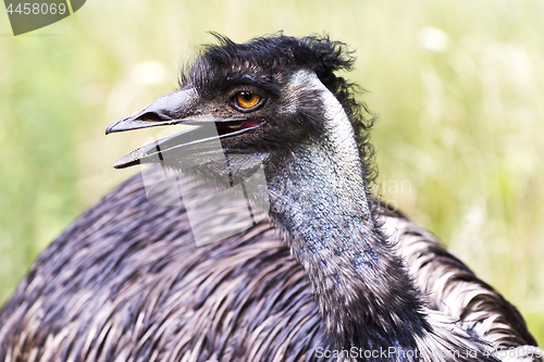 Image of Emu head and upper neck