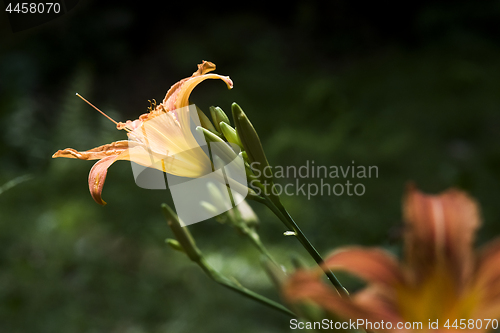 Image of A flower of an orange day-lily. Side view