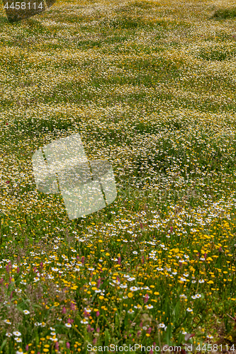 Image of Spring flower meadow