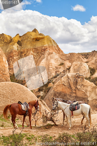 Image of Beautiful horses in Rose valley near Goreme, Turkey