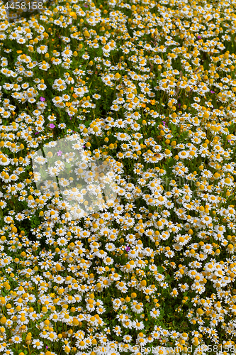 Image of Spring flower meadow