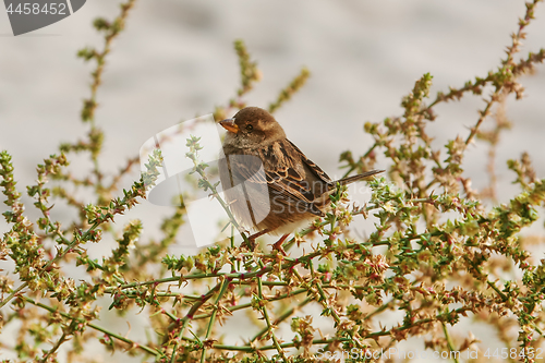 Image of Sparrow on the Shrubbery