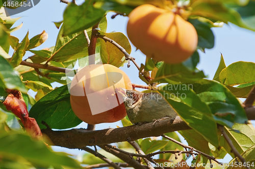 Image of Sparrow Eats Persimmon