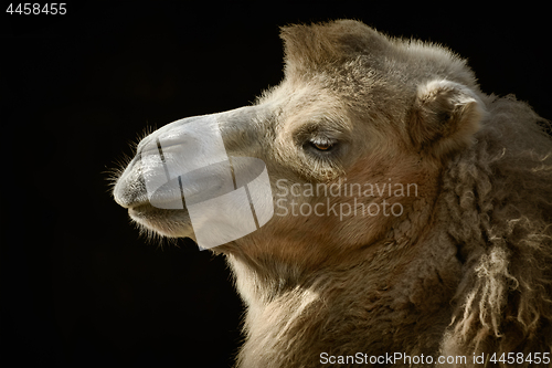 Image of Portrait of Camel