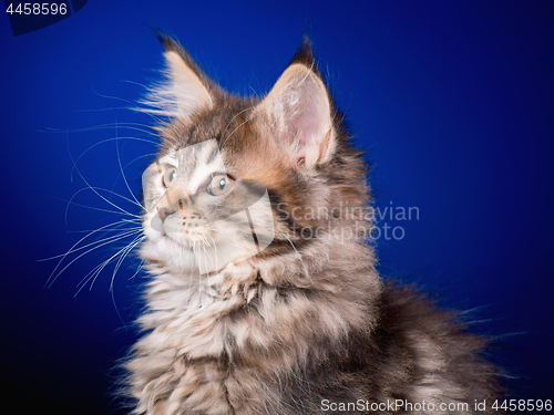 Image of Maine Coon kitten on blue