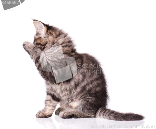 Image of Maine Coon kitten on white