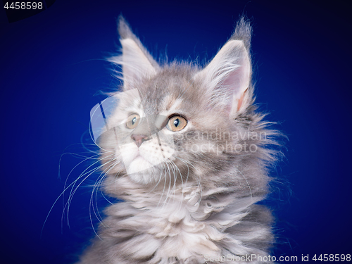 Image of Maine Coon kitten on blue