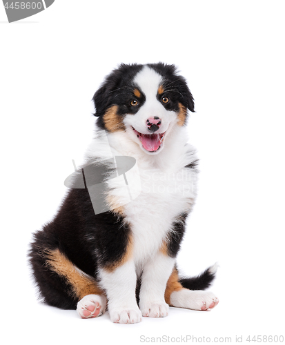 Image of Australian shepherd puppy