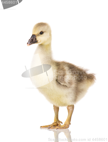 Image of Cute newborn gosling