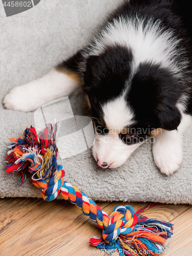 Image of Australian shepherd puppy