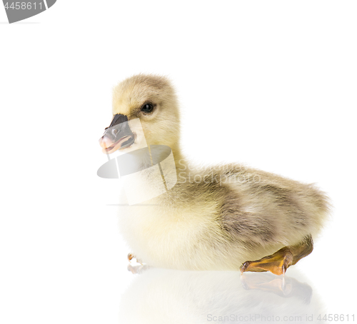 Image of Cute newborn gosling